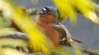 Pěnkava obecná - The Common chaffinch (Fringila coelebs) - Zpěv/Song - (Samec/Male ♂)