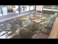 big gold fish big koi @ lawinta hotel jomtien thailand shorts coffeechilltv koi goldfish hd