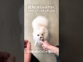 【ポメラニアン 犬】 歯磨き→鹿角 噛み ストレス解消！【おすすめ】 異常な集中力！チュチュさん shorts