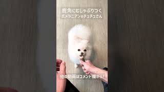 【ポメラニアン 犬】 歯磨き→鹿角 噛み ストレス解消！【おすすめ】 異常な集中力！チュチュさん #Shorts