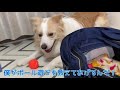 【保護猫】初対面の子猫に猫パンチを食らう犬たちがこちらですww【ボーダーコリー】