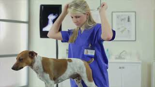 IDEA Career Pathways: How to Become a Veterinary Assistant