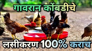 गावरान कुकुटपालनात दुप्पट उत्पादनासाठी कोंबडीवर 100% लसीकरण कराच