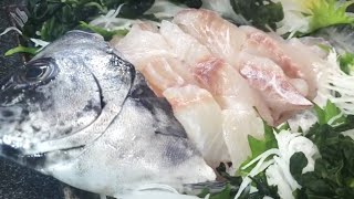 【磯の王者】釣り人の特権！！釣れたてのイシダイ姿造り