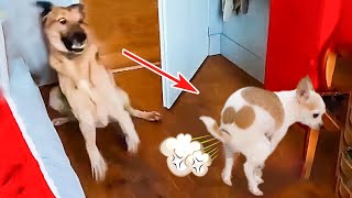 Best Funniest Dogs Fart Reactions | Funny Animal Videos 2023 😂 | Pets Island