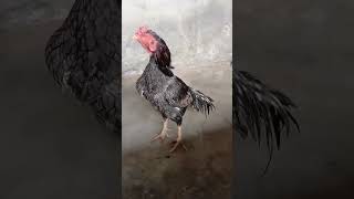 Hamara nabi na farmiya #aseel #murga #rooster #aseellovers