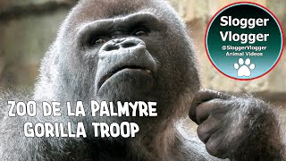 Introducing the Gorillas from Zoo de La Palmyre