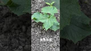 给黄瓜炼苗。 #黄瓜种植技巧 #黄瓜炼苗 #种菜小技巧  #种植技巧 #种菜