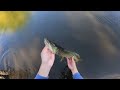 river fishing with the megabass sleeper craw