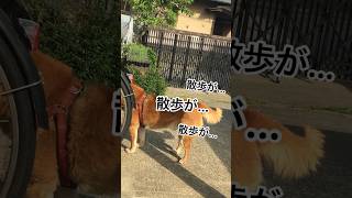 にじみ出る残念感…そこであくび？#お散歩 #お散歩犬 #柴犬 #柴犬のいる暮らし #柴犬の日常 #力丸