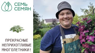 ЭТИ МНОГОЛЕТНИКИ УКРАСЯТ ЛЮБОЙ УГОЛОК САДА!