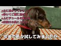 保護犬の愛犬がご飯をまったく食べません…薬のあげ方の試行錯誤の日々。