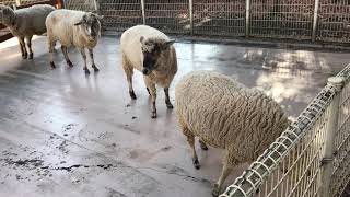 ふれあい動物広場　羊さん