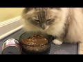 ziwipeak canned cat food rabbit and lamb product review floppycats