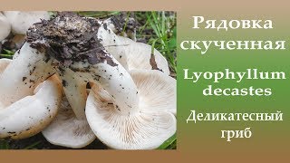 Рядовка скученная -  Lyophyllum decastes. Деликатесный гриб.