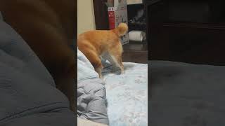 柴犬　柴犬は暴れている