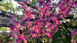 Dendrobium orchid กล้วยไม้:หวายลูกผสมโต๊ะพิงค์*ราเชียน Toapink   * Rhasian    ( Dendrobium Hybrids)