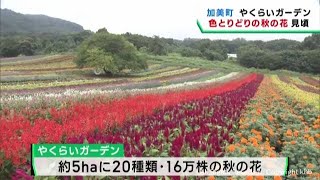 宮城・加美町やくらいガーデン　秋の花が見ごろ