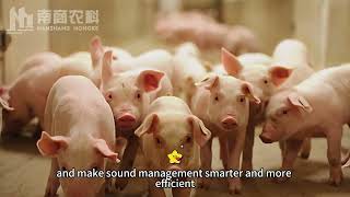 #pig #intelligentequipment #pork #meat #breeding #piggyHow to feed sows during gestation