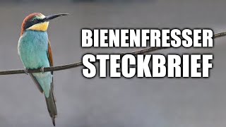 Bienenfresser - Steckbrief (Aussehen, Verbreitung und mehr)