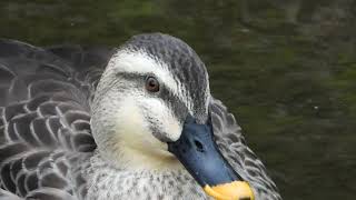 可愛い鳥の顔　カルガモspot-billed duck（軽鴨、学名:Anas zonorhyncha）鳥綱カモ目カモ科マガモ属　DSCN7466