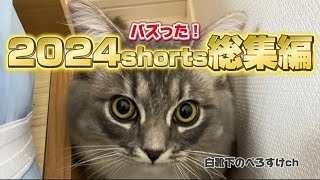 【癒されたい方必見】Youtube shorts 2024 総集編(猫動画)