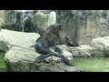 朝のオットセイseals in the morning【ミナミアメリカオットセイ】葉ッピー動物園1366 神戸どうぶつ王国 兵庫県