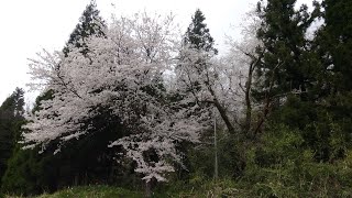 【中越の樹海・桜まとめ】鷹巣村、ミイラ堂、廃校、廃墟【中越の樹海の廃村】【現在正式名称・鷹ノ巣集落】