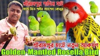 শ্রীরামপুর পাখির হাটে ধামাকা আকর্ষণ Rosella Bird💥।। Hand feed Pineapple Conure। Rosella, Lory।#birds