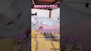 【でぶねこオッドアイ】ヘアゴムを使う前は猫にふっ飛ばして遊ぶのが習慣 #猫 #猫のいる暮らし #ねこ #白猫 #オッドアイ #遊び #ヘアゴム #習慣 #でぶねこ #デブ