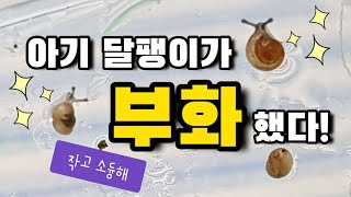 (Eng)🐌아기 달팽이가 태어났어요! The baby snail hatched