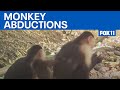 Capuchin monkey abductions stun scientists  | FOX 11 LA