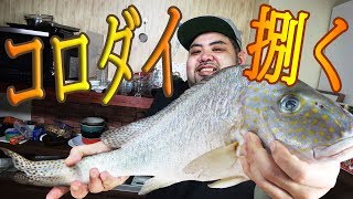 ハタなの！？タイなの！？高級魚コロダイを捌く！ #前編