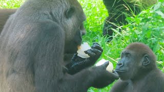 金剛Tayari與兒子Jabali 🦍👶Gorilla Tayari and son Jabali