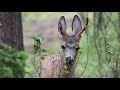 deer velvet shedding