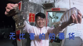 各種奇特海貨深藏壹字長蛇坑 ，魚中極品，阿竈無比害怕毒貨都有