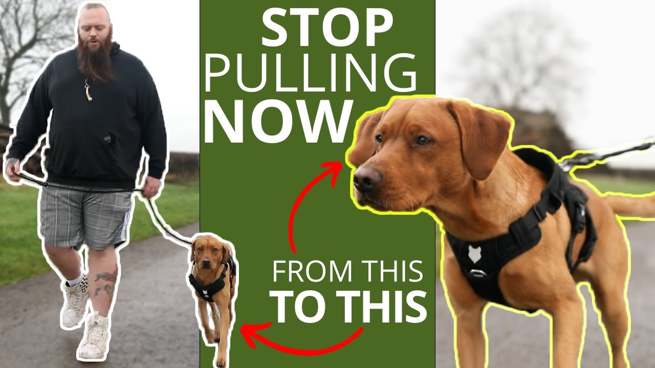 Best Trick To Stop Your Dog Pulling On The Leash - YouTube