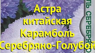 Астра китайская Карамболь Серебряно-Голубой. Краткий обзор