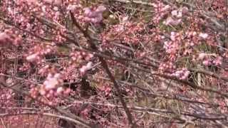 普光寺の椿寒桜