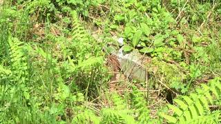 ツマキチョウ / Anthocharis scolymus　茨城県関本町小川　2016/05/06 butterfly of Japan