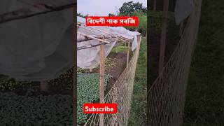 বিদেশী শাক সবজি চাষ । শিলিগুড়ি। ফাঁসিদেওয়া। #lettuce #cabbage #basil #iceberg #celery #vegetarian