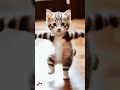 Kucing Joget lucu 2 #viral #lucu #kucing #cat#miaw #miau #koceng #joget #fyp #fypviral #fypyoutube