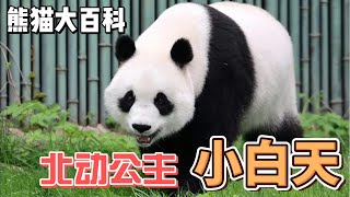 熊猫大百科，每天认识一只大熊猫，北动公主 小白天#panda #熊猫