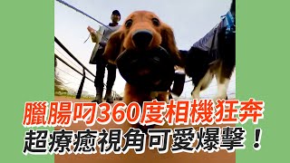 臘腸犬叼360度相機狂奔！超療癒視角可愛爆擊💗💥｜寵物動物｜臘腸狗｜精選影片