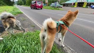 カナムグラを求めて歩く秋田犬　純