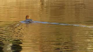 Goosander juvenile on Emsworth Millpond 19 11 17