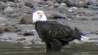 Caught on Cam: Seagull falls prey to eagle in N.S.