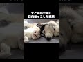 犬と猫が一緒に日向ぼっこした結果 可愛い現象が... shorts