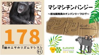 【東山動植物園公式】マシマシチンパンジー『第178回 朝のエサのリズムマシマシ91～B1屋上から細かめをまく～』