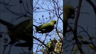 ワカケホンセイインコの食事 #東京環境工科専門学校